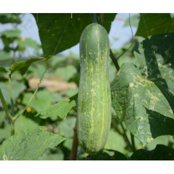 HCU04 Zhekuan 25 cm de comprimento, sementes de pepino híbrido F1 chinês em sementes de hortaliças